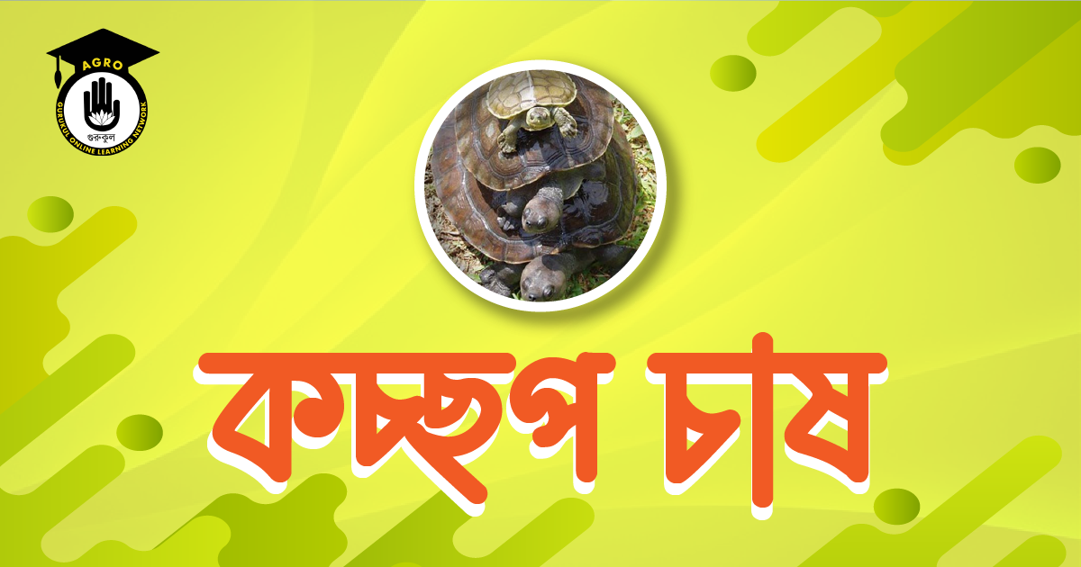 কচ্ছপ চাষ 1 কচ্ছপ চাষ