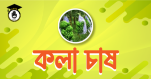 কলা চাষ