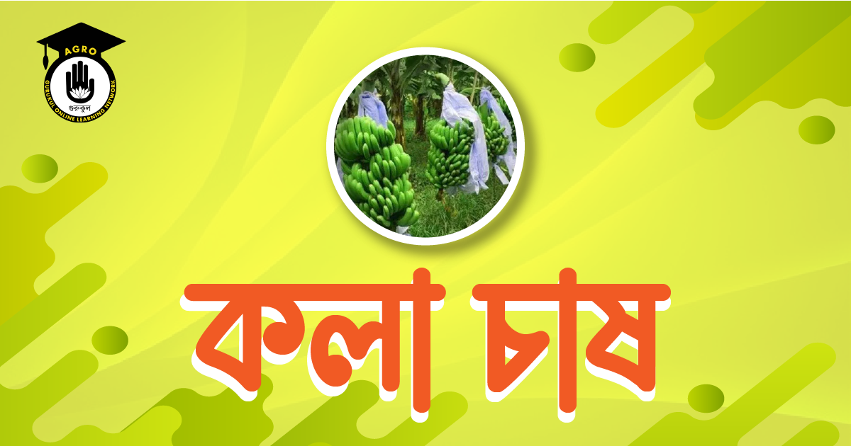 কলা চাষ