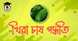 খিরা চাষ পদ্ধতি