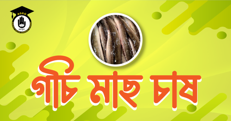 গচি মাছ চাষ