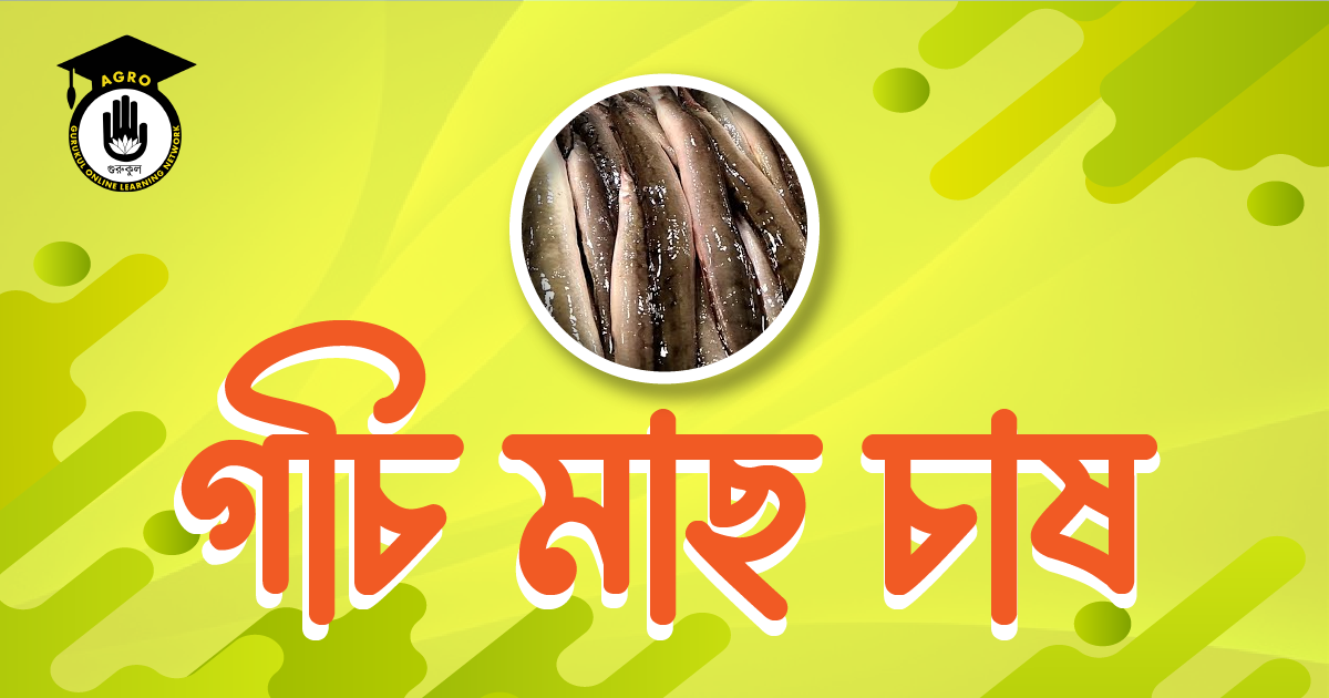 গচি মাছ চাষ