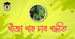 গাঁজা গাছ চাষ পদ্ধতি