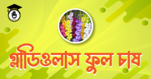 গ্লাডিওলাস ফুল চাষ