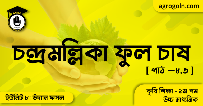 চন্দ্রমল্লিকা ফুল চাষ