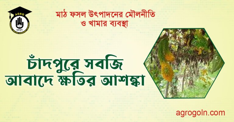 চাঁদপুরে সবজি আবাদে ক্ষতির আশঙ্কা