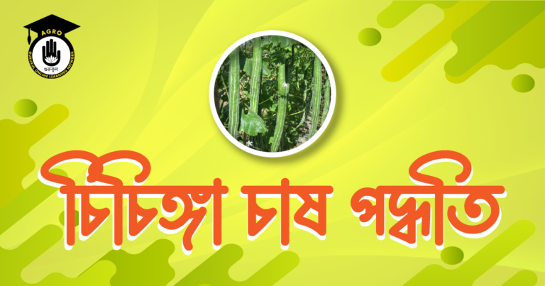 চিচিঙ্গা চাষ পদ্ধতি