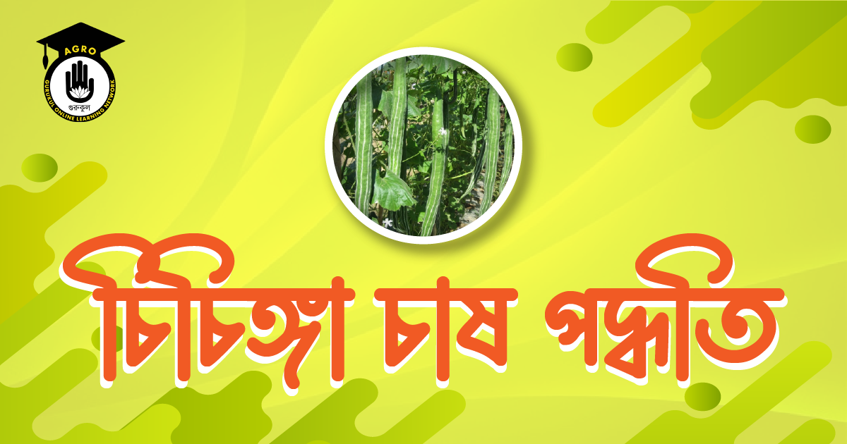 চিচিঙ্গা চাষ পদ্ধতি ও গুনাগুণ 1 চিচিঙ্গা চাষ পদ্ধতি