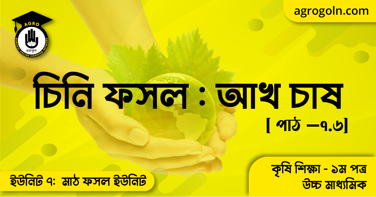 চিনি ফসল আখ চাষ