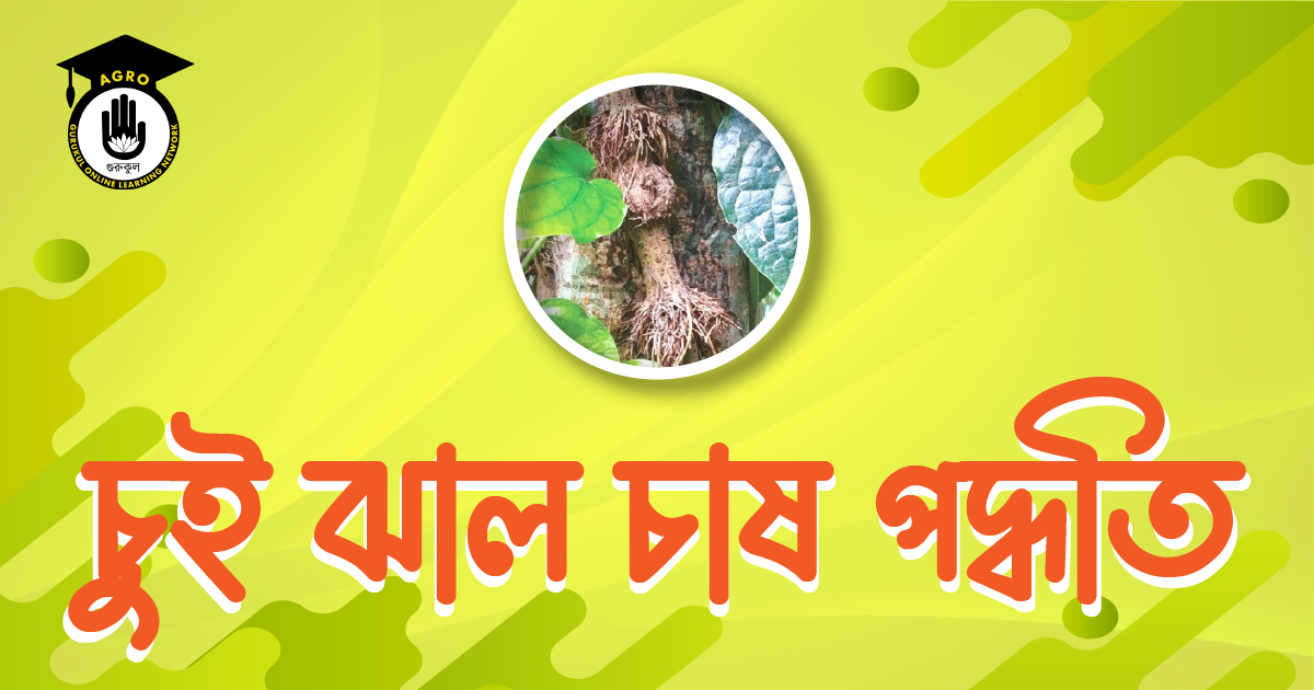 চুই ঝাল চাষ পদ্ধতি