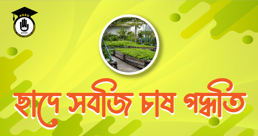 ছাদে সবজি চাষ পদ্ধতি