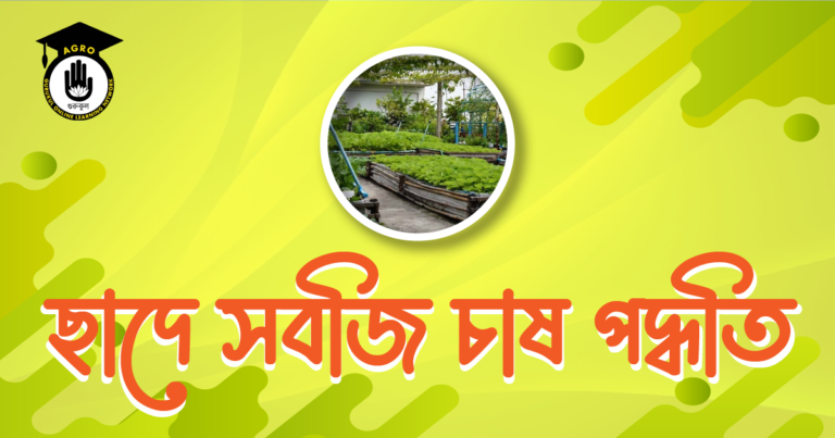 ছাদে সবজি চাষ পদ্ধতি