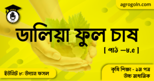 ডালিয়া ফুল চাষ 5 ডালিয়া ফুল চাষ