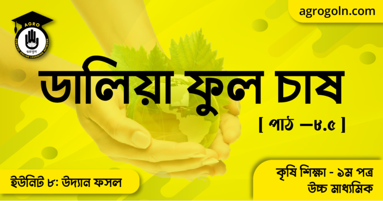 ডালিয়া ফুল চাষ