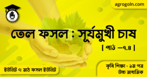 তেল ফসল সূর্যমুখী চাষ