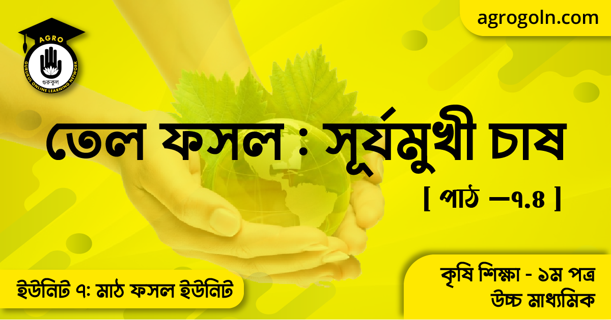 তেল ফসল সূর্যমুখী চাষ