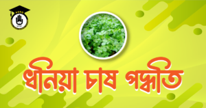 ধনিয়া চাষ পদ্ধতি