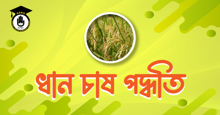 ধান চাষ পদ্ধতি