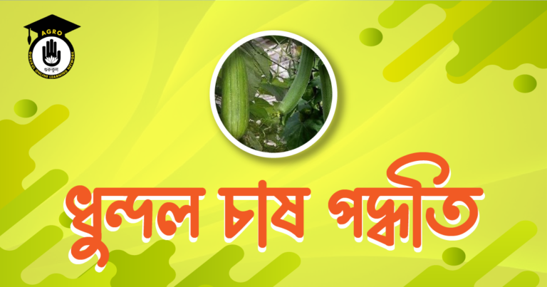 ধুন্দল চাষ পদ্ধতি