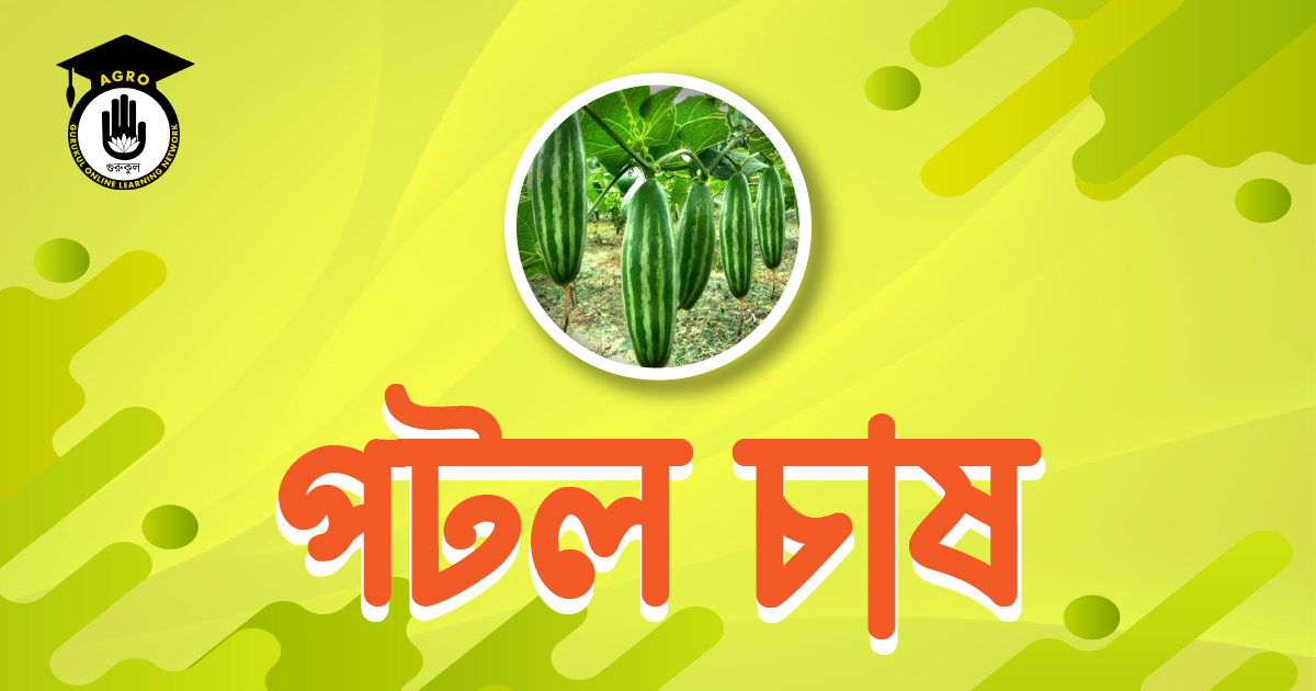 পটল চাষ