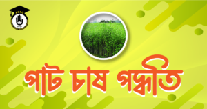 পাট চাষ পদ্ধতি