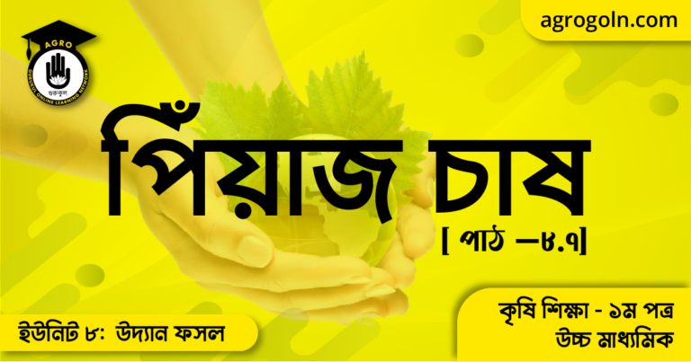 পিঁয়াজ চাষ