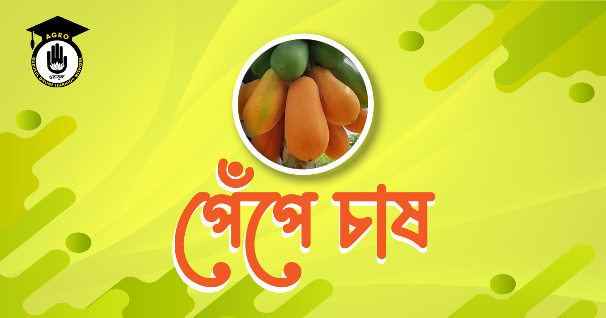 পেঁপে চাষের পদ্ধতি ,যেভাবে পেঁপে চাষে মিলবে দ্বিগুণ ফলন 1 পেঁপে চাষ