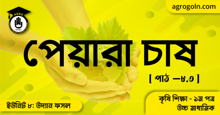 পেয়ারা চাষ