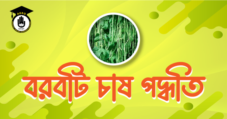বরবটি চাষ পদ্ধতি বরবটি চাষের সহজ পদ্ধতি