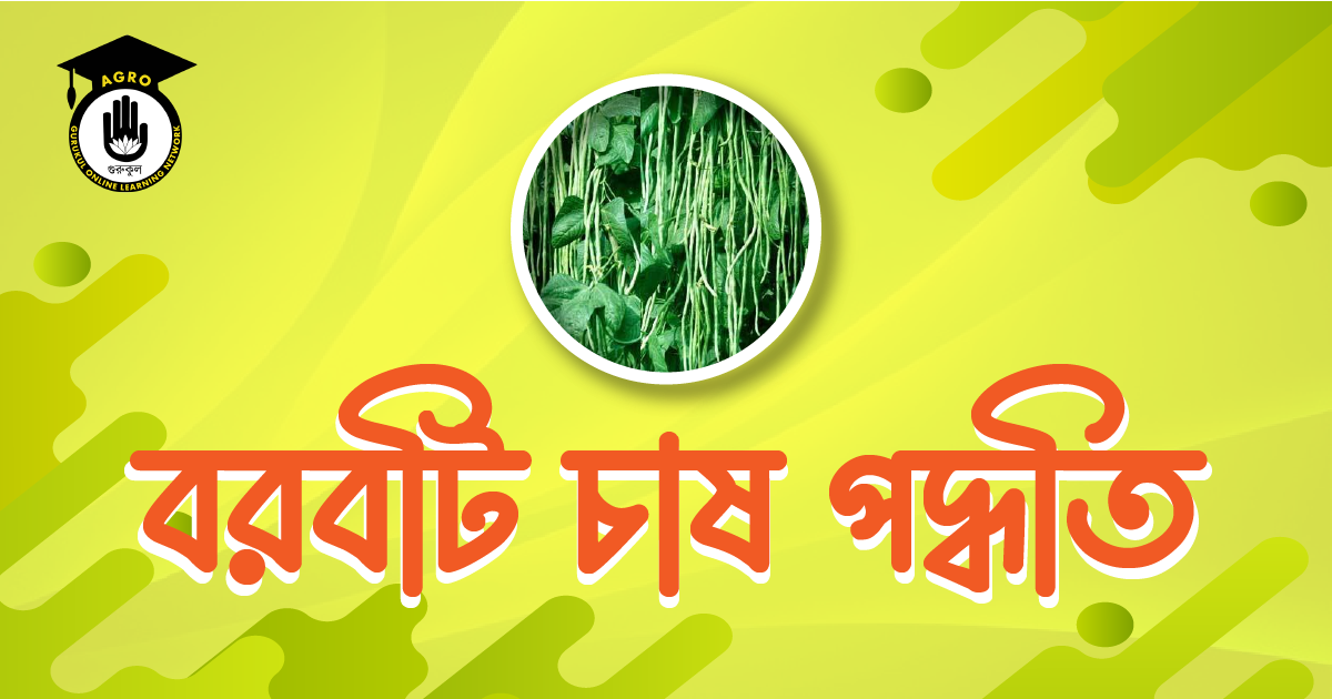 বরবটি চাষ পদ্ধতি বরবটি চাষের সহজ পদ্ধতি