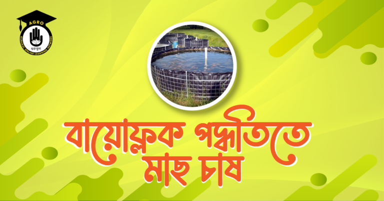 বায়োফ্লক পদ্ধতিতে মাছ চাষ