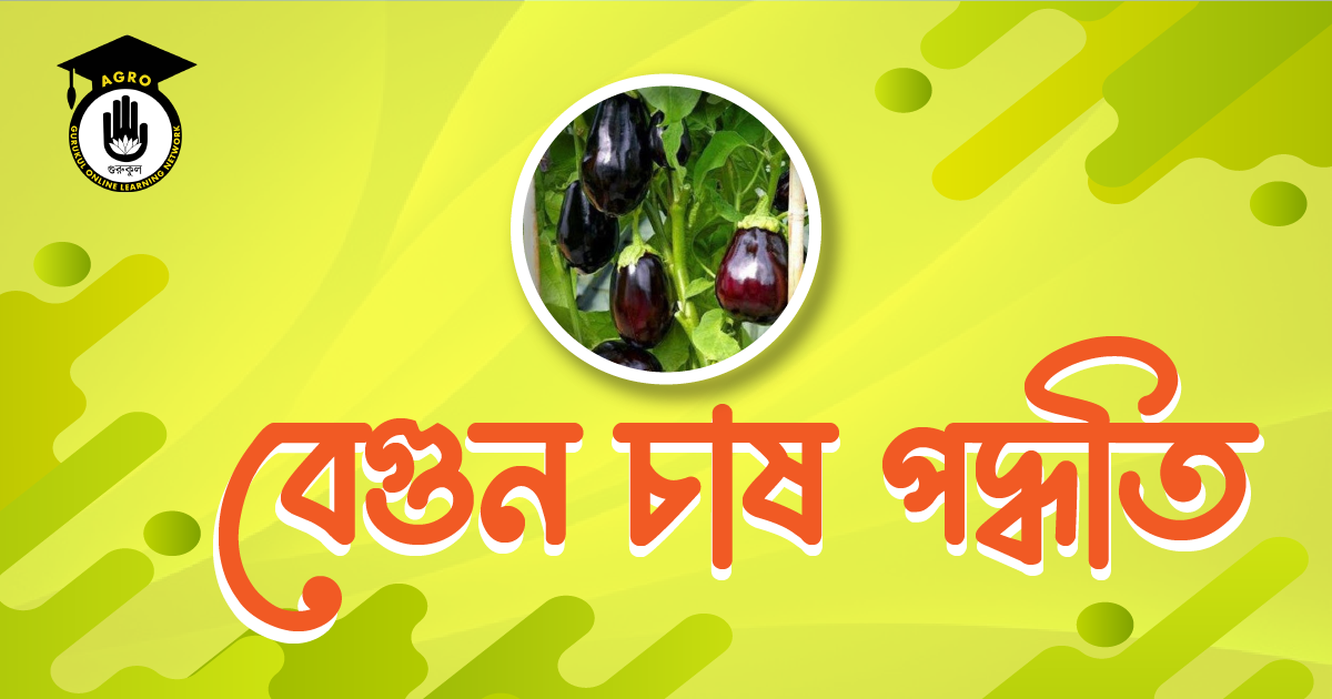 বেগুন চাষ পদ্ধতি নিরাপদে বেগুন চাষ পদ্ধতি সম্পর্কিত তথ্য