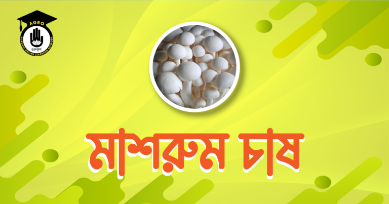 মাশরুম চাষ