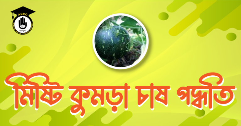 মিষ্টি কুমড়া চাষ পদ্ধতি