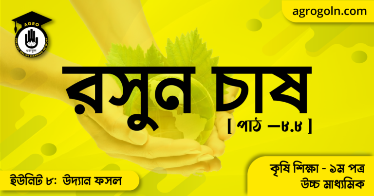 রসুন চাষ