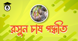 রসুন চাষ পদ্ধতি