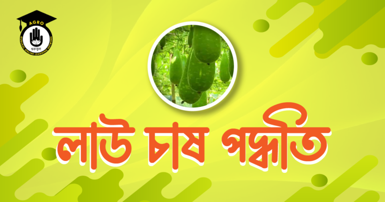 লাউ চাষ পদ্ধতি