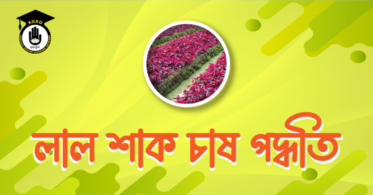 লাল শাক চাষ পদ্ধতি