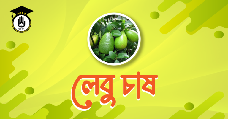 লেবু চাষ