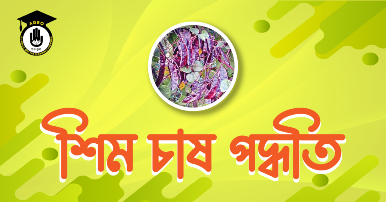 শিম চাষ পদ্ধতি