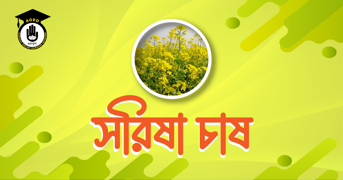 সরিষা চাষ