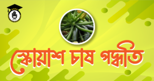 স্কোয়াশ চাষ পদ্ধতি