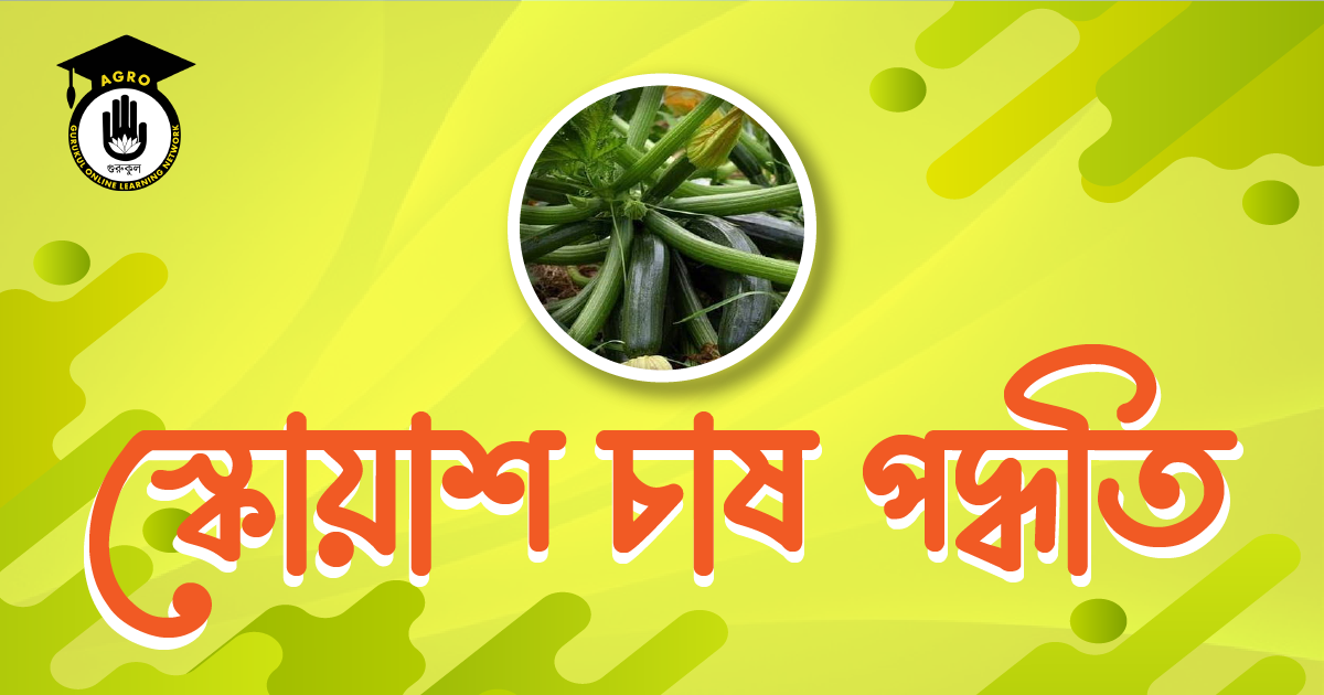 স্কোয়াশ চাষ পদ্ধতি