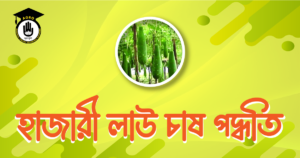 হাজারী লাউ চাষ পদ্ধতি