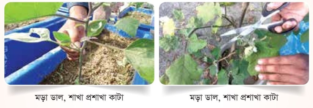 অপ্রয়োজনীয়, বয়স্ক, মড়া শাখা অপসারণ