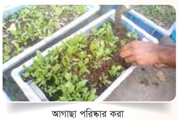 আগাছা দমন