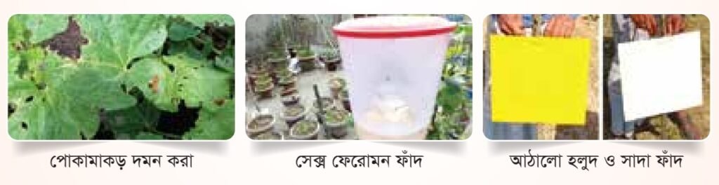 পোকামাকড় দমন