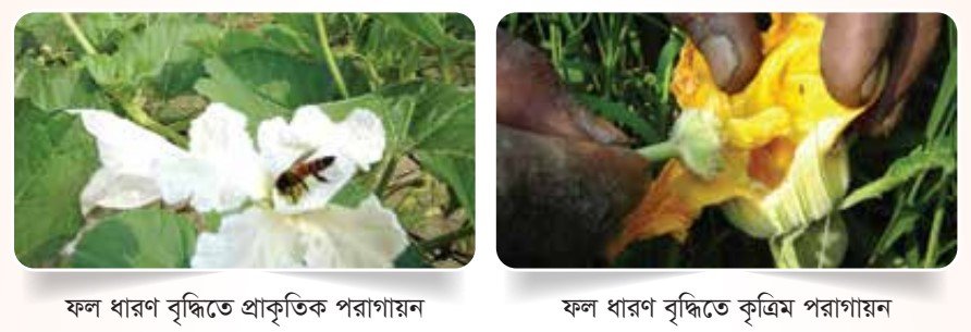 ফল ধারণ বৃদ্ধিতে কৃত্রিম পরাগায়ন