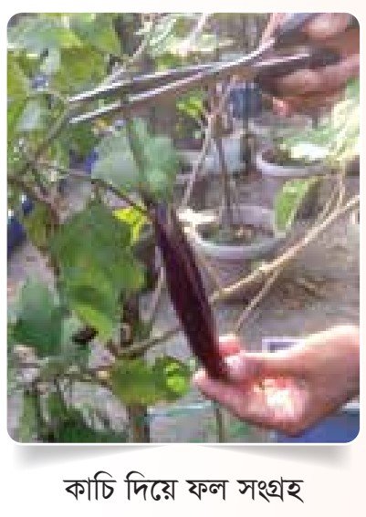 ফসল সংগ্রহ