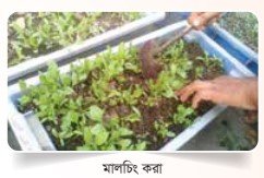 মালচিং